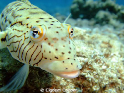 Speckled sandperch. 
Taken at Shark's Bay with Fuji f50 ... by Cigdem Cooper 
